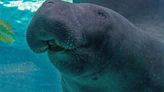 Florida Aquarium Blames Manatee’s Death On ‘High-Intensity Sex’ With Another Male