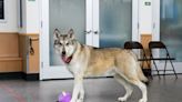 Once home in Rhode Island, wolf dogs start new lives in faraway states