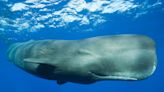 Scientists discover sperm whale ‘phonetic alphabet’