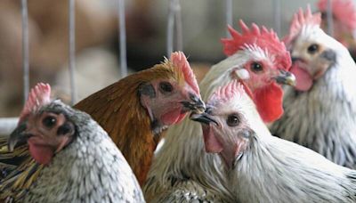 前美國CDC主任示警 禽流感恐引爆下一場全球大流行