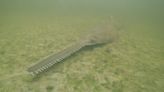 Six rare sawfish deaths in 7 days have scientists baffled amid bizarre Florida fish behavior