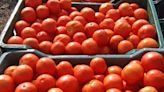 Tomato prices skyrocket as uncongenial weather hits yield in Rayalaseema