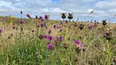 Project tackles 'biodiversity crisis' with meadows