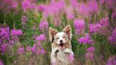 Is Your Dog *Truly* Happy? Pet Behaviorists Share 6 Sneaky Signs to Look For