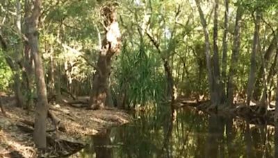 Crocodiles cannot outnumber people in area where girl was killed, leader says