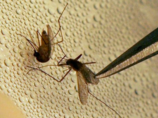 Second mosquito pool in southeast Austin tests positive for West Nile