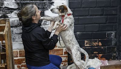 Las mascotas rescatadas de las inundaciones en Brasil aguardan un nuevo hogar