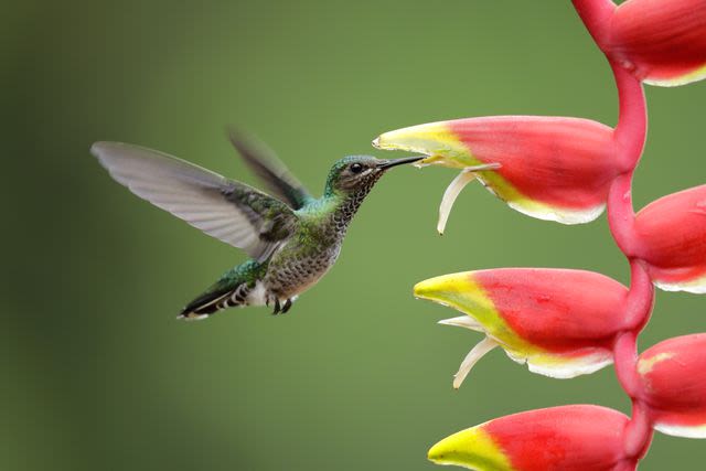 Why The Grumpy Gardener Is A Huge Fan Of Hummingbirds