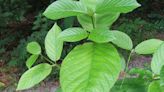 Kratom company can’t dodge lawsuit over undisclosed addiction risk