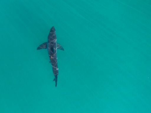 Great white shark tracked by OCEARCH pings off Outer Banks