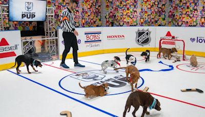 NHL Sets First-Ever ‘Stanley Pup’ To Celebrate The 2024 Stanley Cup Playoffs