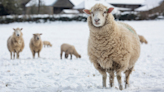 Rescue Sheep Get a Case of the Zoomies After Experiencing Their First Snowfall