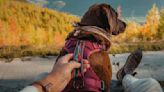 Best hiking gear for dogs, according to expert hikers and dog parents | CNN Underscored
