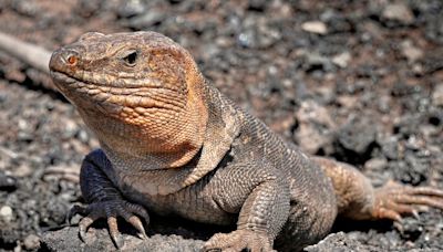 Las serpientes invasoras llevan al límite al lagarto gigante de Gran Canaria y a la lagartija de Ibiza