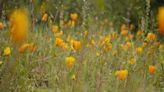 Wildflower season is here at Pinnacles National Park: What to know before you go