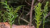 Tiny Fern Found to Have Largest Genome on Earth
