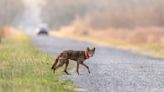 Endangered red wolf can make it in the wild, but not without `significant' help, study says