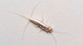 How to Get Rid of Silverfish—and Prevent Future Infestation