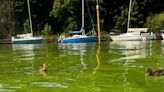 'Disgusting' smell at Lough Neagh as algae spreads