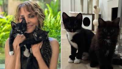 Halle Berry Is a Catwoman Again! Meet the Oscar Winner's Two New Rescue Kittens