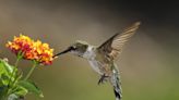 Want to Attract Special Birds and Bees to Your Garden? Add Rare Plants to Your Backyard, a New Study Says