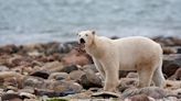 No son osos pardos con bata blanca: Los veranos árticos más largos podrían llevar a los osos polares a la extinción