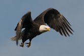 Sea eagle