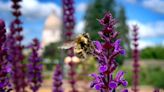 Wild bees, threatened by warming and wildfires, get help from WA researchers