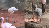 Home run: Baseball clay helps Disney’s Animal Kingdom flamingos hatch first chick in a decade