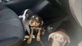 “Discarded like trash”: Puppies found in MS rest stop dumpster