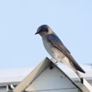 Purple martin