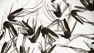 California's Bay Area reports first West Nile virus death in nearly 20 years