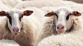 Cada día desaparecen 4 mil ovejas en España