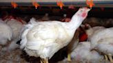 Federal judge finds poultry companies' chicken poop polluted Oklahoma's scenic rivers