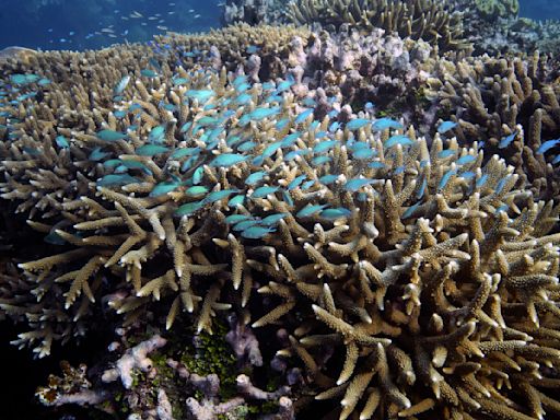 Australia argues against 'endangered' Barrier Reef status