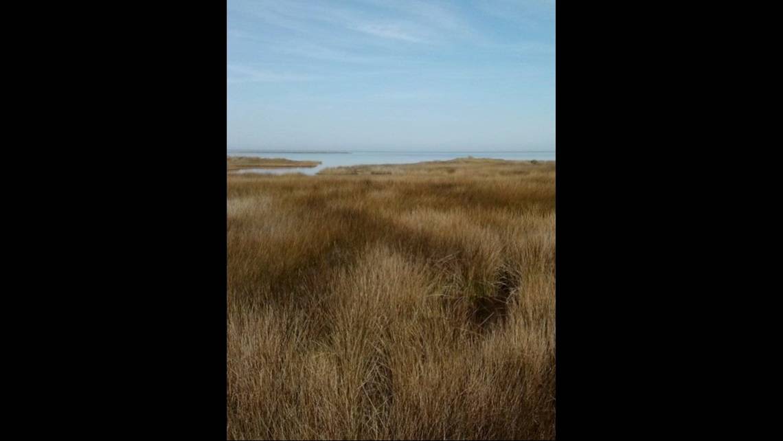 Wild horse family reveals adorable new member on Outer Banks beach. See the photo