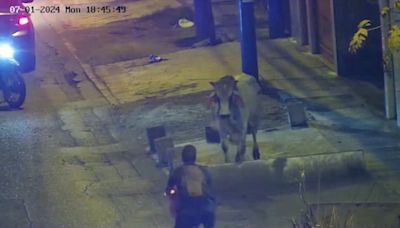 Runaway bull charges at unsuspecting locals and knocks cyclist off bike in Peru