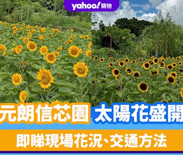 賞花好去處｜元朗信芯園太陽花盛開！即睇現場花況、交通方法