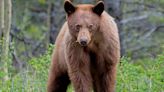 Black Bear Attacks Elderly Woman Inside Her Colorado Home