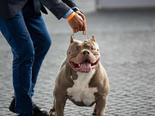Irlanda prohibirá la raza de perro American Bully XL