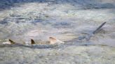 Distressed sawfish rescued in Florida Keys dies after aquarium treatment