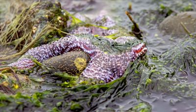 One of lowest tides of the year in western Washington on Thursday