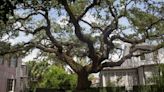 Survey: 3 Louisiana neighborhoods rank among the most beautiful US front yards