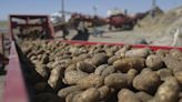 Food fight: Senators pressure feds not to demote potatoes from the ranks of vegetables