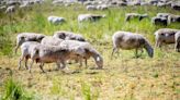 Sheep control plant and weed growth at Merced wastewater treatment plant. Why it’s important