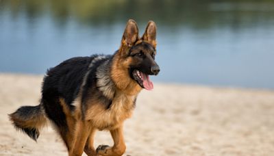 German Shepherds Spring Into Action After Realizing ‘Little Human’ Is Gone From Beach