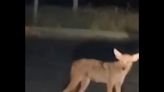 Video: Captan enorme víbora y a un coyote en avenida de Nuevo León
