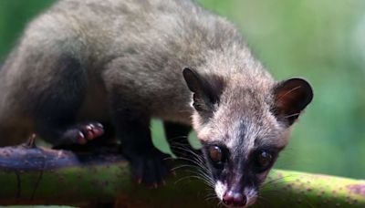 Civeta: cocô do animal dá origem a café mais caro do mundo; conheça espécie