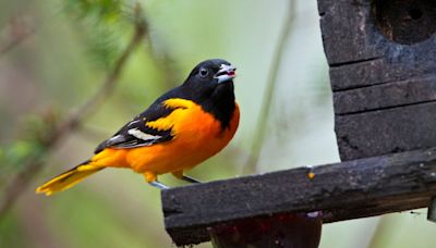 Breathtaking maps show bird migration paths over Illinois as millions of animals take flight