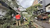 Árbol causó pánico cayendo sobre algunos carros en Medellín y hasta tumbó un poste